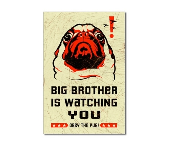 big brother pug